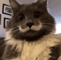 Cat Mustache GIF
