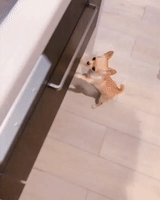 excited chihuahua GIF