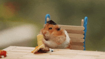 Hamster Eating GIF