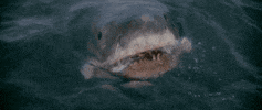 classic movies shark GIF by Coolidge Corner Theatre