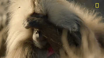 200.gif?cid=fc005b08f5d51bdf6bc06eb28fd1d7a5181503c29c389ef5&rid=200.gif&ct=g