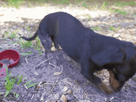 April Fools Dogs GIF by Crusoe