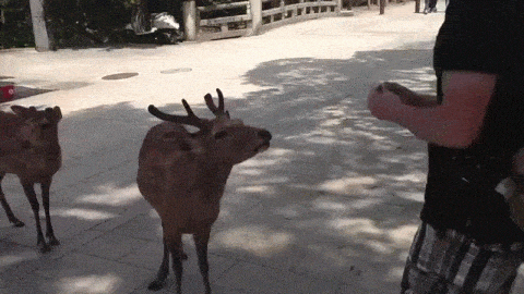 今日のgif