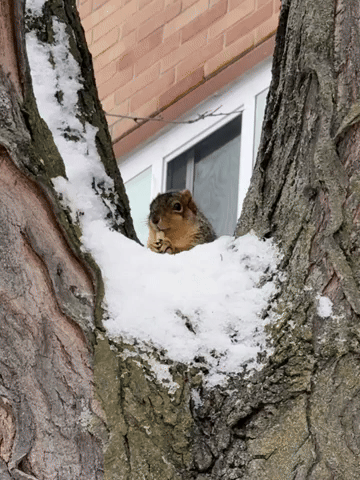 Squirrel GIF