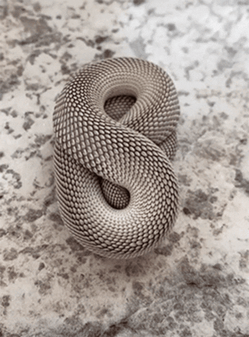 Snake GIF