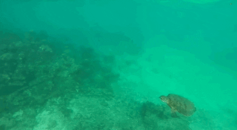 gopro