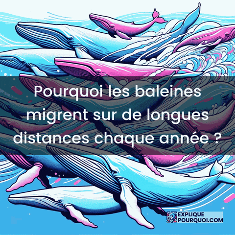 Migrations Baleines Reproduction Nourriture Prédateurs Eaux Froides Courants Océaniques GIF by ExpliquePourquoi.com