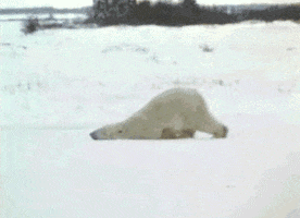 Tired Polar Bear GIF