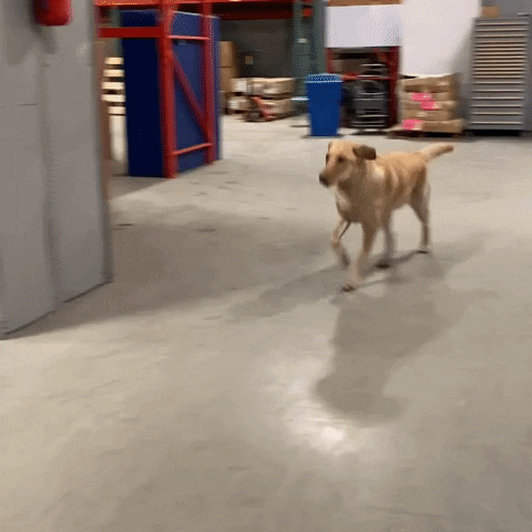 Dog Running GIF by The Delivery Guys