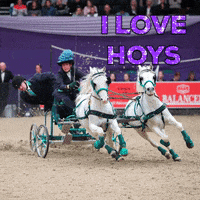 Horse Show GIF by Horse of the Year Show