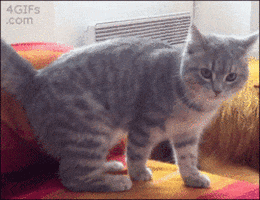 Cat Fail animated GIF