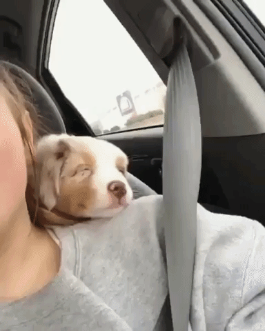 puppy sleepy boi GIF