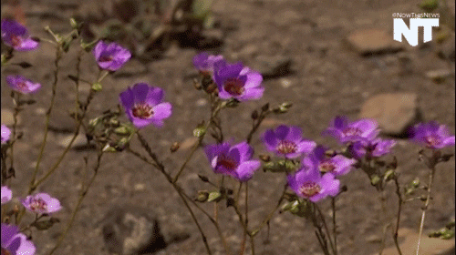 Fleurs violettes dans le désert