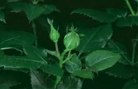 flowers it moves GIF