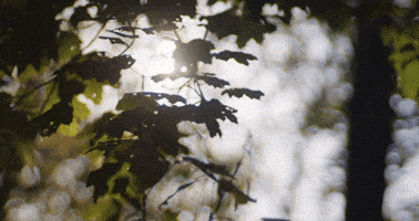 Destinationcanada GIF by @ExploreCanada