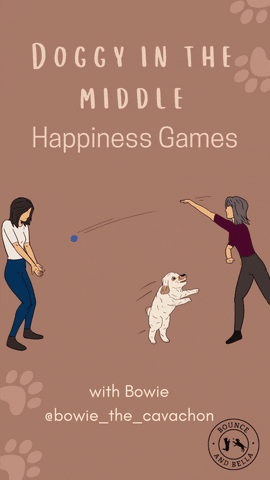 Dog Treats GIF