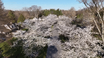 Cherry Blossoms Bloom GIF by Storyful