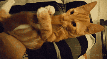 adorable cat tail GIF