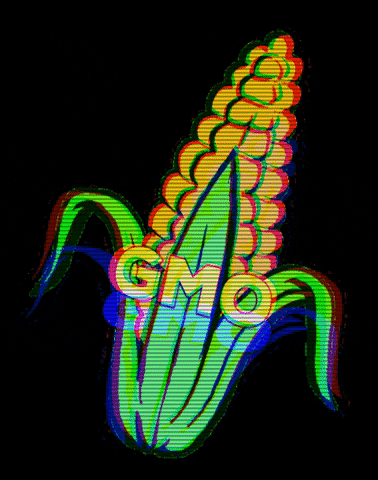 Czy uważasz że jedzenie żywności GMO może szkodzić zdrowiu jedzącego taką