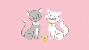 Fat Cat Cats GIF by Jackie Lay