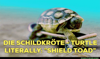 Schildkroete GIF
