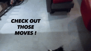Dance Dog GIF