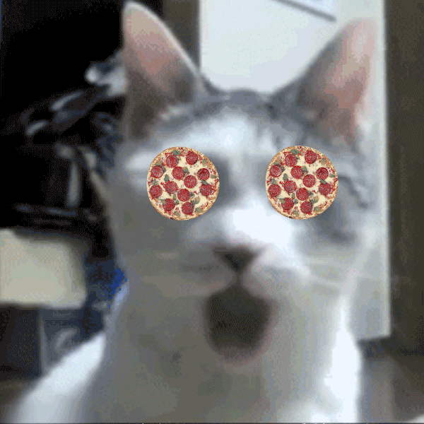 Cat Omg GIF by AwesomenessTV