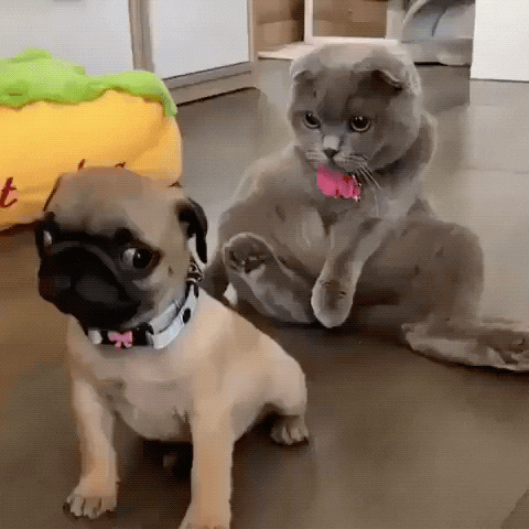 cat dog GIF by JustViral.Net