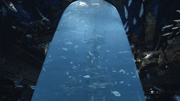 Wonders Of Wildlife Wow GIF by LoveSpringfield