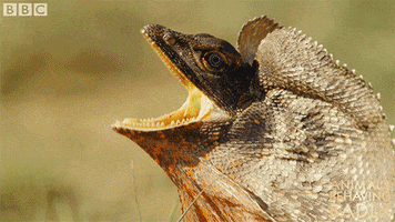 Lizard Running GIFs - Get the best GIF on GIPHY