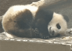 Video gif. A panda is curled up on its side and its in deep slumber as its body twitches here and there.