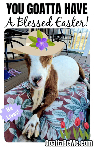 He Has Risen Jesus GIF by Goatta Be Me Goats! Adventures of Java, Toffee, Pumpkin and Cookie!