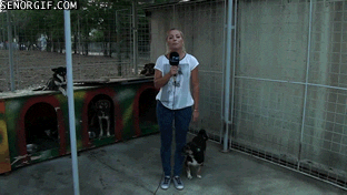 Dog Peeing GIF - Find & Share on GIPHY