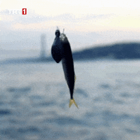 Fish Animated GIFs - Find & Share on GIPHY
