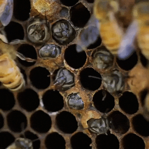 Bee Honey GIFs - Get the best GIF on GIPHY