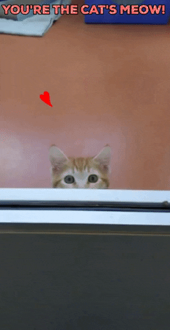 Valentines Day Cat GIF by Peninsula Humane Society & SPCA