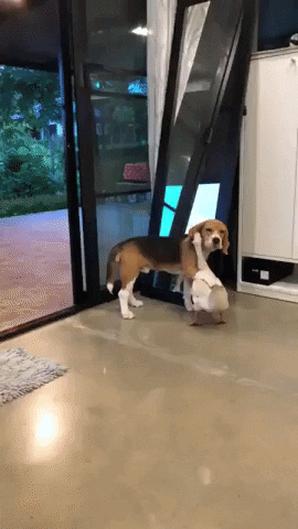 Video gif. A beagle holds one paw around the neck of a white goose as the goose pecks at the dog's ear then rests its head on the dog.