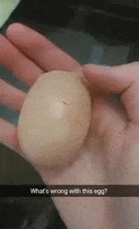 egg hens GIF