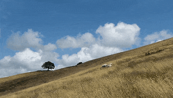 wheat field sheep GIF by Jerology