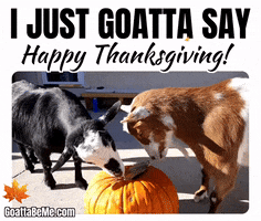 Happy Thanksgiving Cute Goats GIF by Goatta Be Me Goats! Adventures of Java, Toffee, Pumpkin and Cookie!