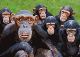 chimpanzees GIF