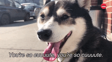 Shiba Inu Dog GIF by BuzzFeed