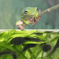 frog croaking gif