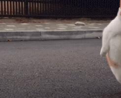 Cat Middle Finger GIF