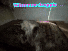 Catmemes GIF