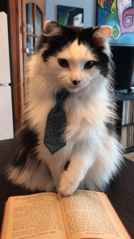Video gif. Black and white long haired cat wears a blue tie around its neck. The cat licks its lips and then sticks its tongue out for a few seconds until finally licking its lips again.