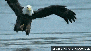eagle GIF - eagle GIF