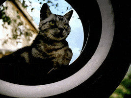 Big Boi Cat GIF by Outkast