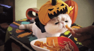 Cat GIF by Cheezburger