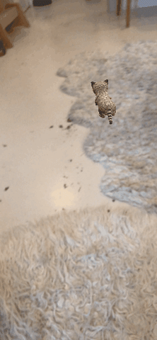 Kitty Laser GIF